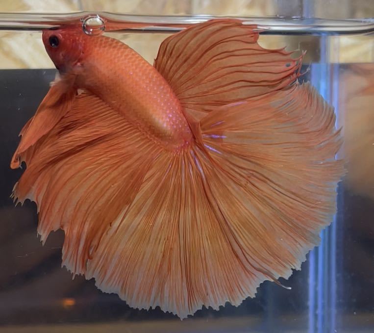 極楽ファーム 65スーパーオレンジハーフムーン ベタ Betta New 熱帯魚 観賞魚 極楽魚 闘魚 ベタ 売買されたオークション情報 Yahooの商品情報をアーカイブ公開 オークファン Aucfan Com