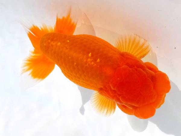 浜松・鈴木和男氏系統・弐歳・１２cm・　雄　動画●2