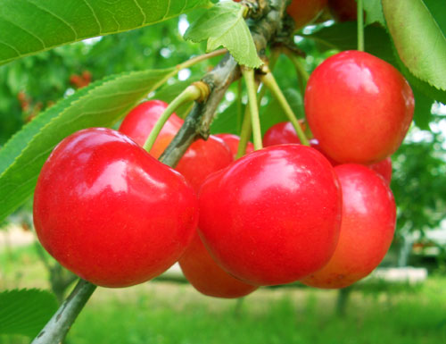 [山形県産]さくらんぼ　佐藤錦1kg　バラ詰め　L~2L玉　_1