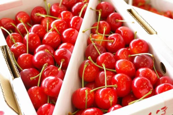 [山形県産]さくらんぼ　佐藤錦1kg　バラ詰め　L~2L玉　_2