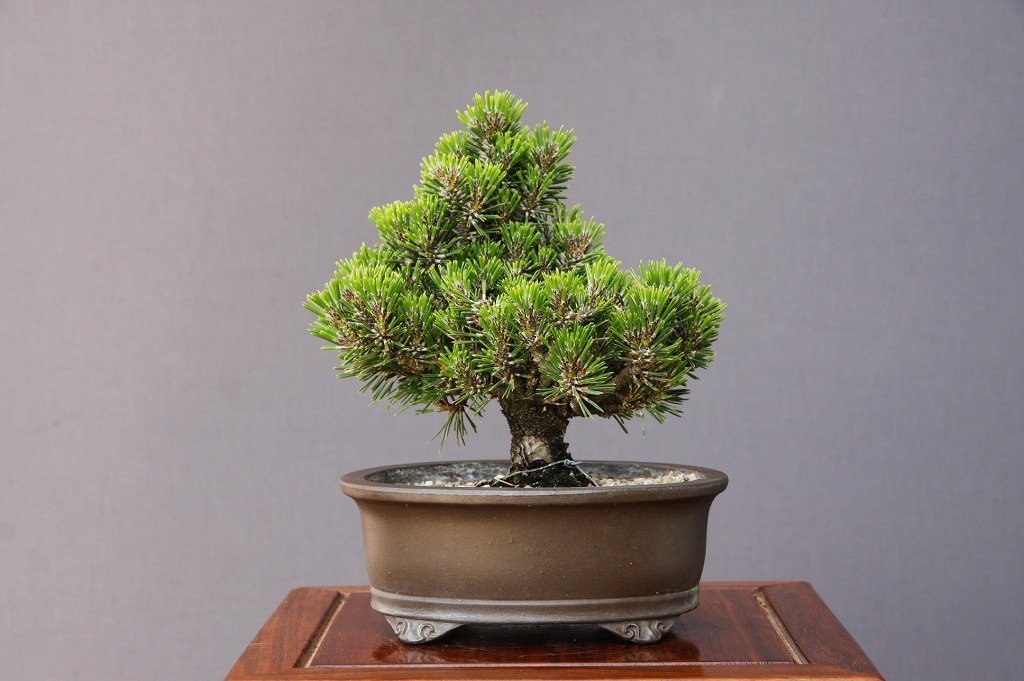 ※お値打ち※ 特別　格安　石化檜【盆栽】三幹　檜　黒松　真柏　BONSAI お値打ち※ 特別 格安 石化檜【盆栽】三幹 檜 黒松 真柏 BONSAI 【公式