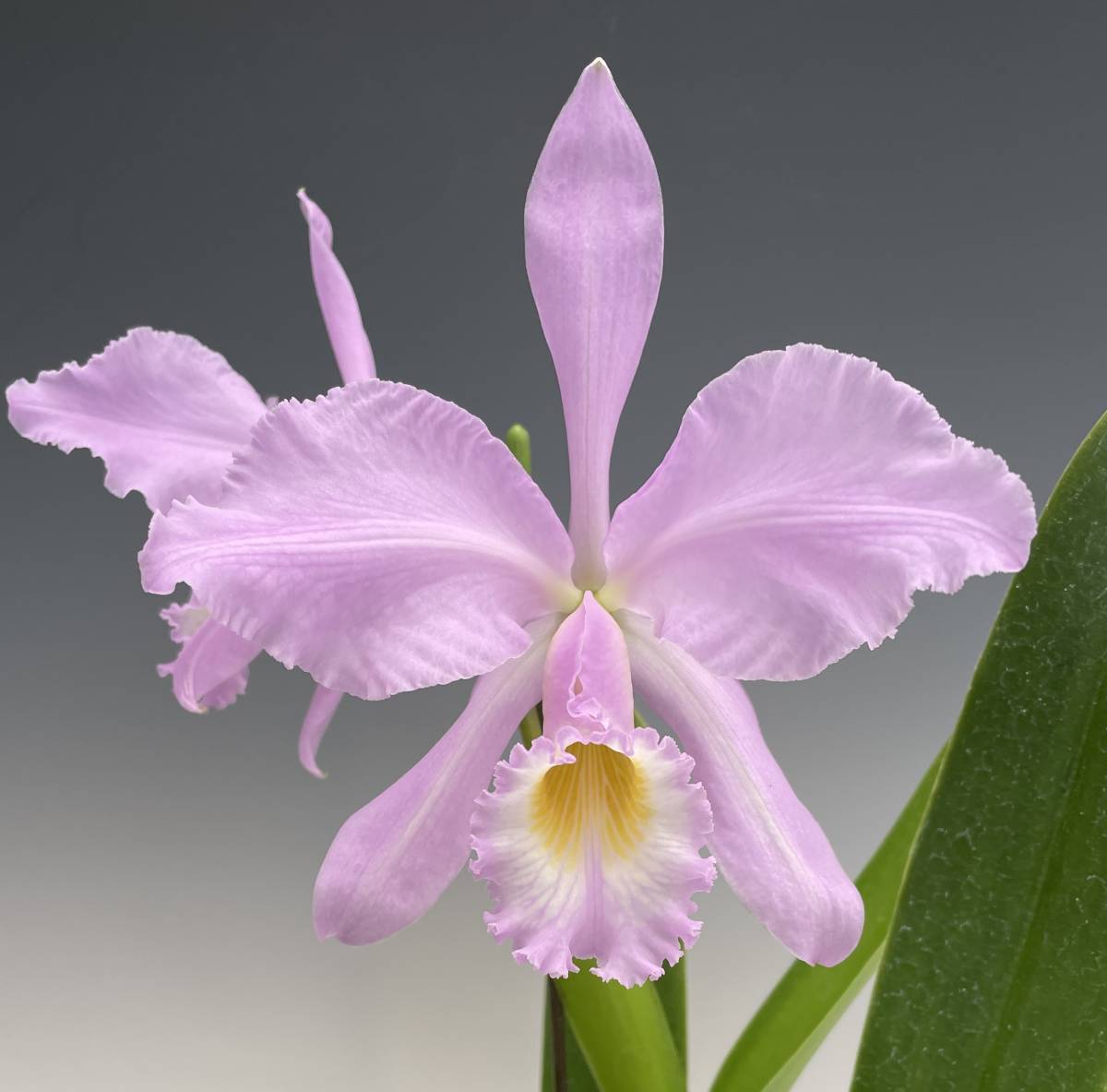 ☆洋蘭☆原種☆C. gaskelliana f.coerulea 'Blue Moon'☆カトレア