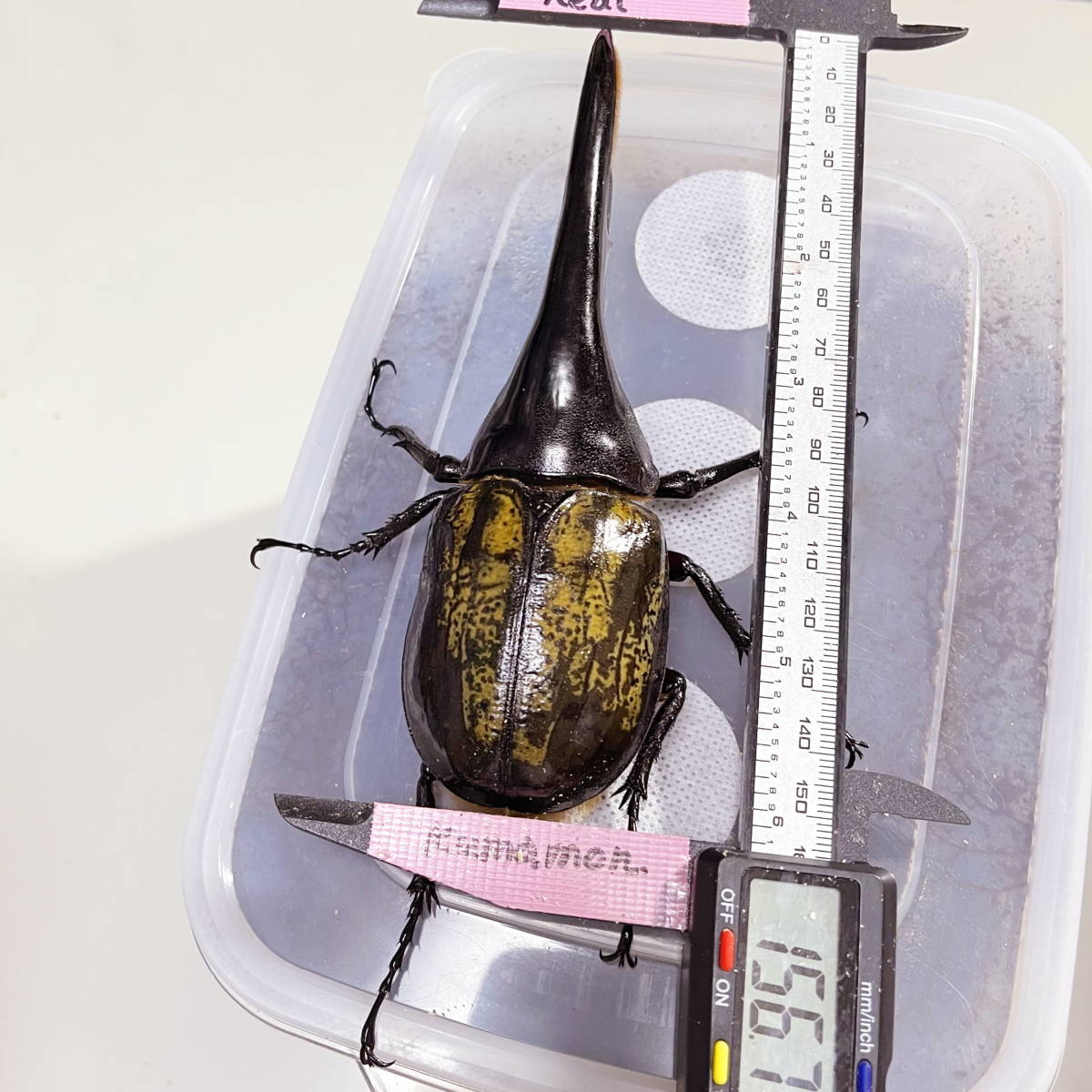 ヘラクレスオオカブト ♂単品 156mm 未使用未後食