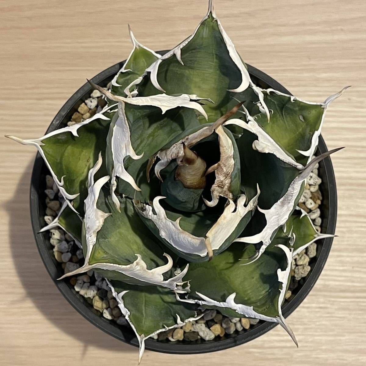 アガベ チタノタ 南アフリカダイヤモンド SAD titanota agave アガベ