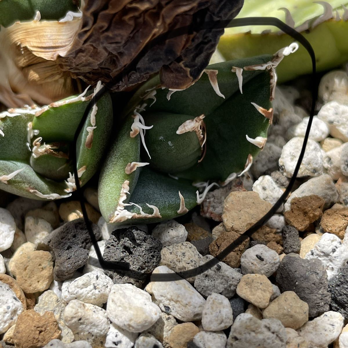 アガベ チタノタ 南アフリカダイヤモンド SAD titanota agave アガベ