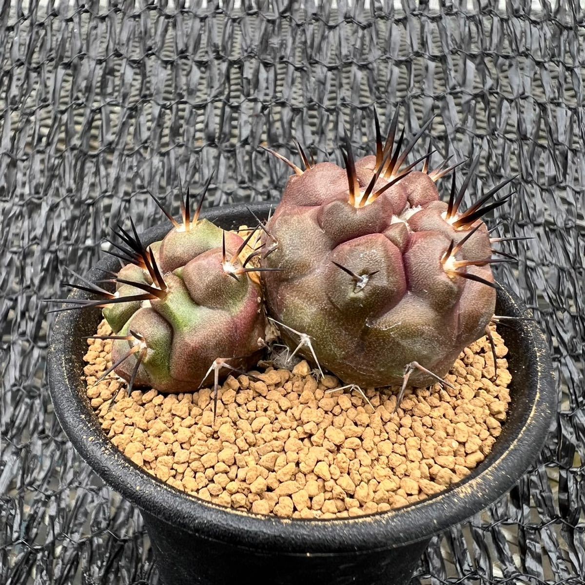 爆買い，新作登場 黒王丸 双頭 実生 copiapoa cinerea(サボテン)｜売買されたオークション情報、yahooの商品情報をアーカイブ公開 - オークファン サボテン