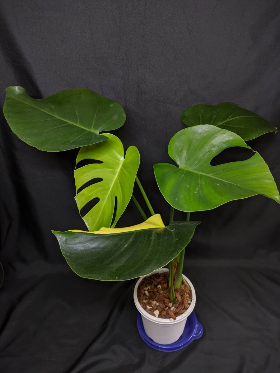 ボルシギアナ モンステラデリシオーサ ミント( Monstera deliciosa var
