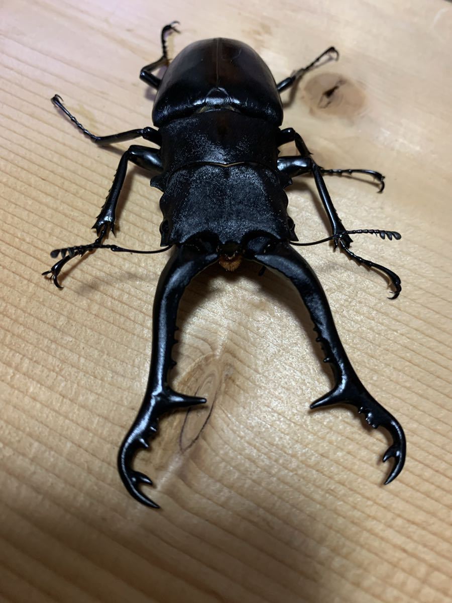 ギラファノコギリクワガタ（未後食）4ペア+2メス
