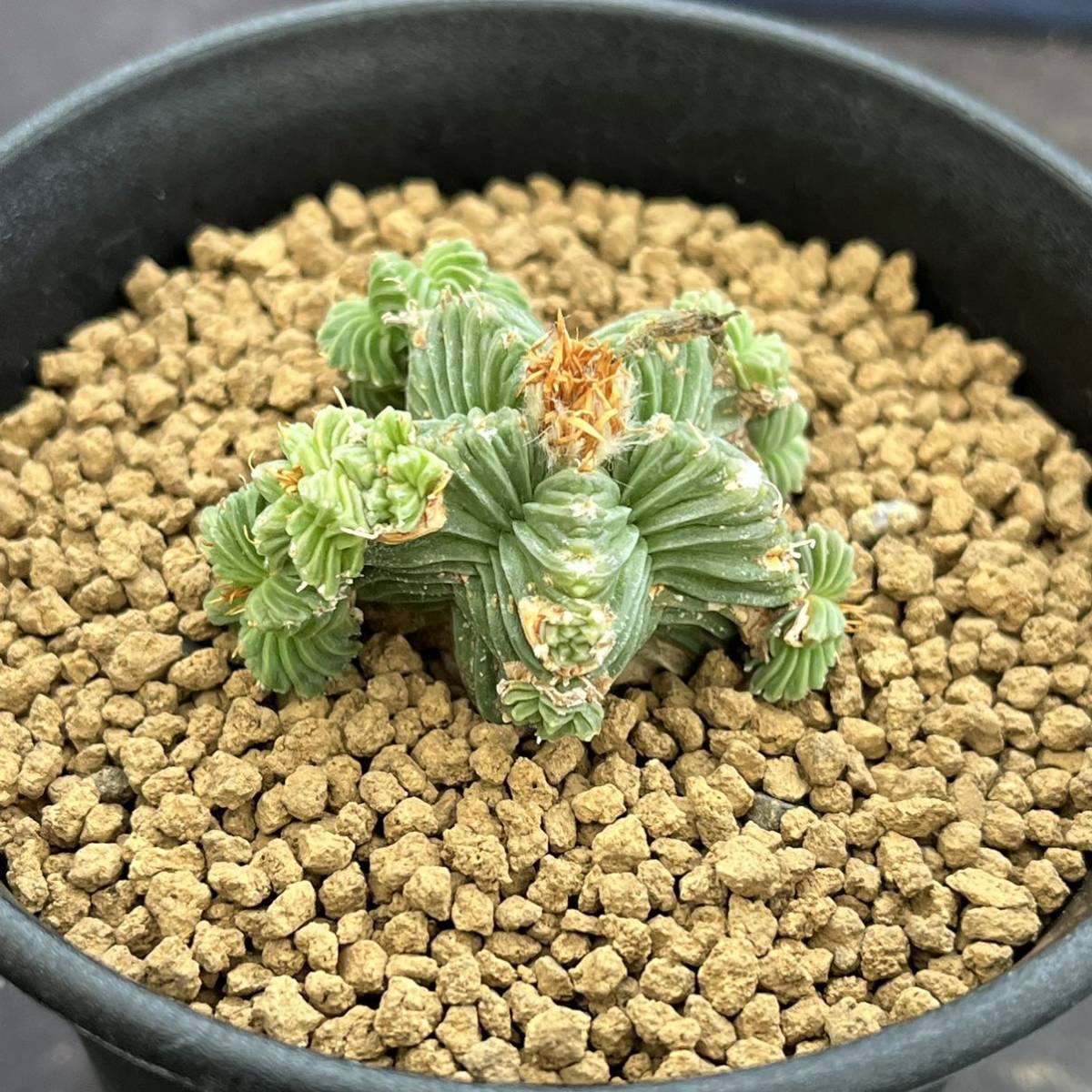 ☆サボテン・多肉植物☆812☆ アズテキウム 紅籠（Aztekium valdezii