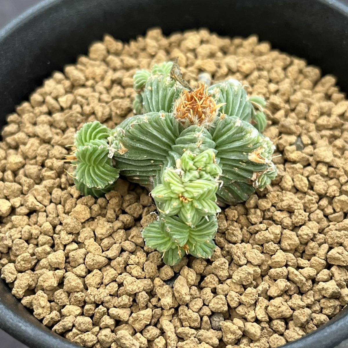 ☆サボテン・多肉植物☆812☆ アズテキウム 紅籠（Aztekium valdezii