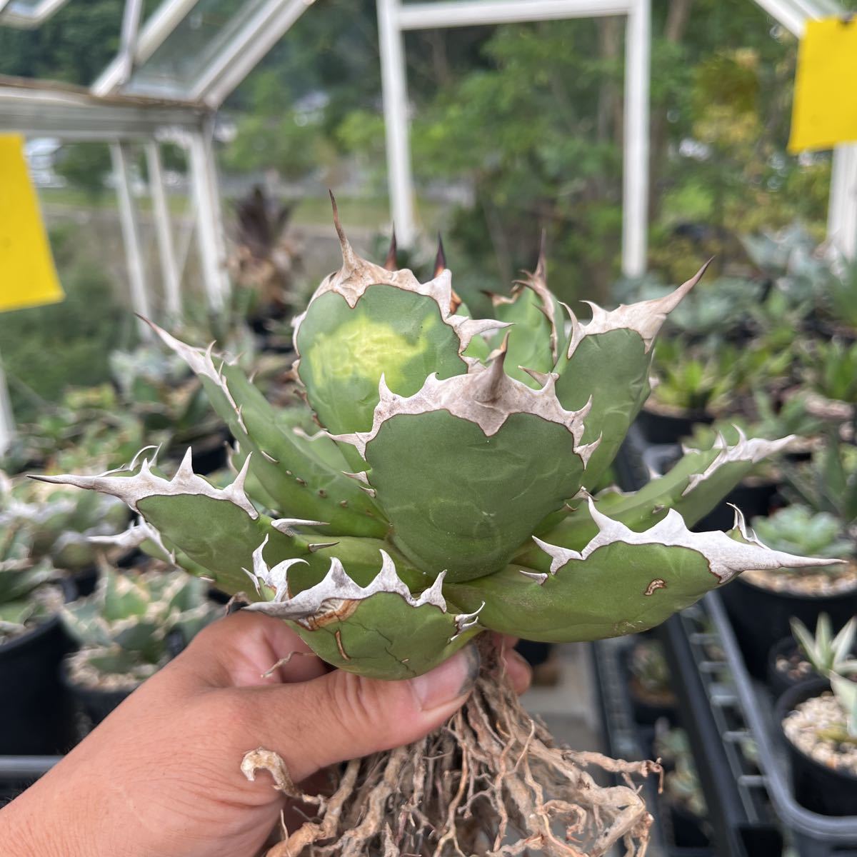 アガベ チタノタ 姫厳竜 多肉植物 姫厳龍 農大ナンバーワン(No.1)の