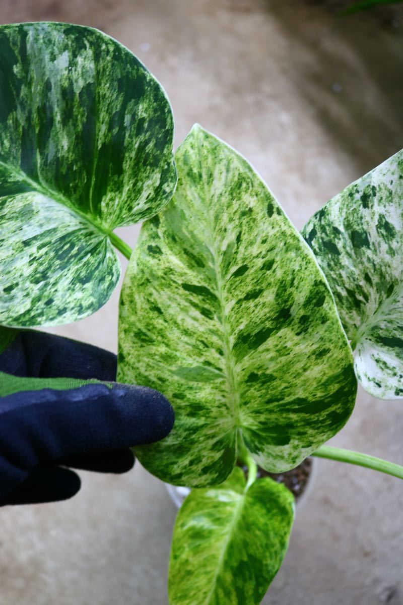 No.02/-TGK-/フィロデンドロン ギガンチウム斑入り/Philodendron