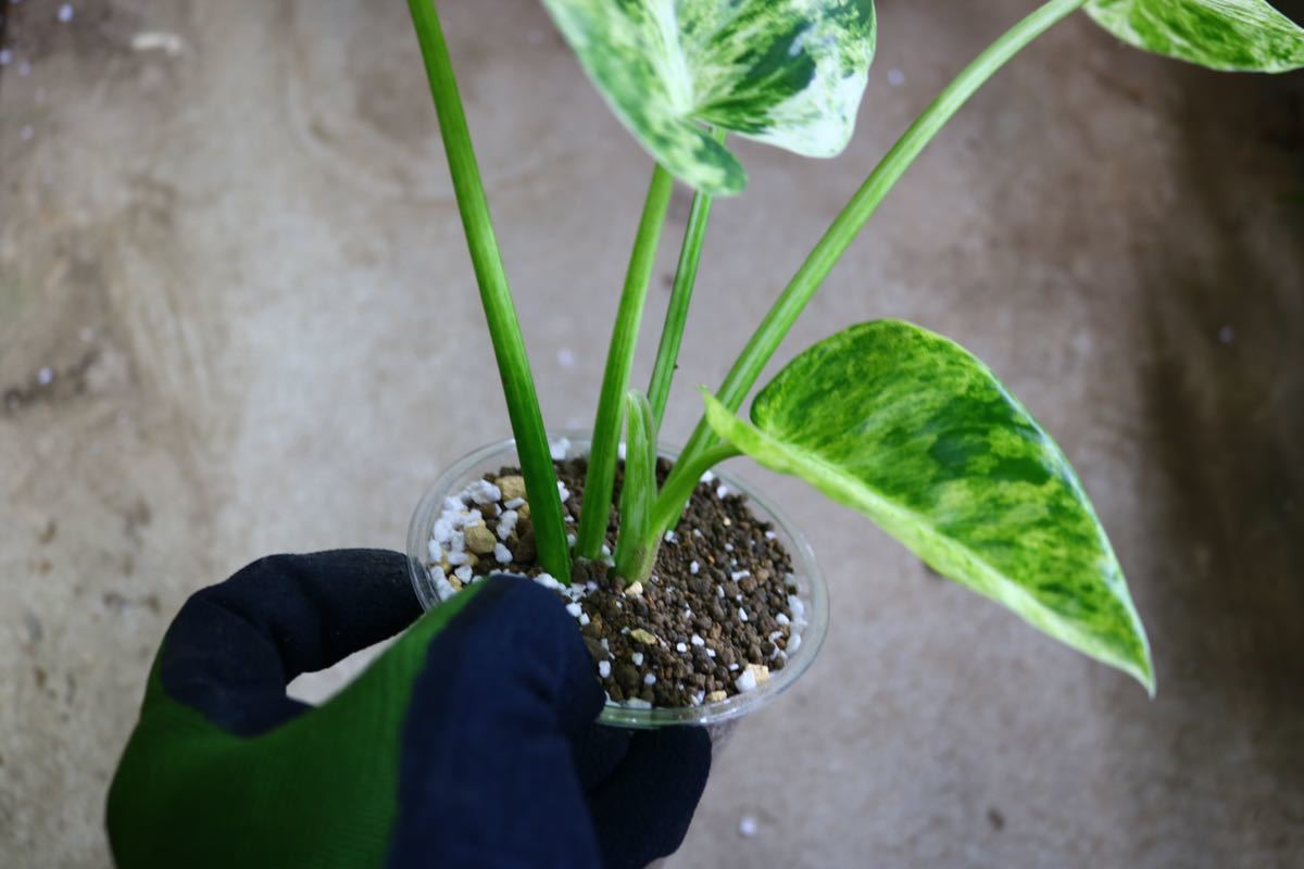 No.02/-TGK-/フィロデンドロン ギガンチウム斑入り/Philodendron