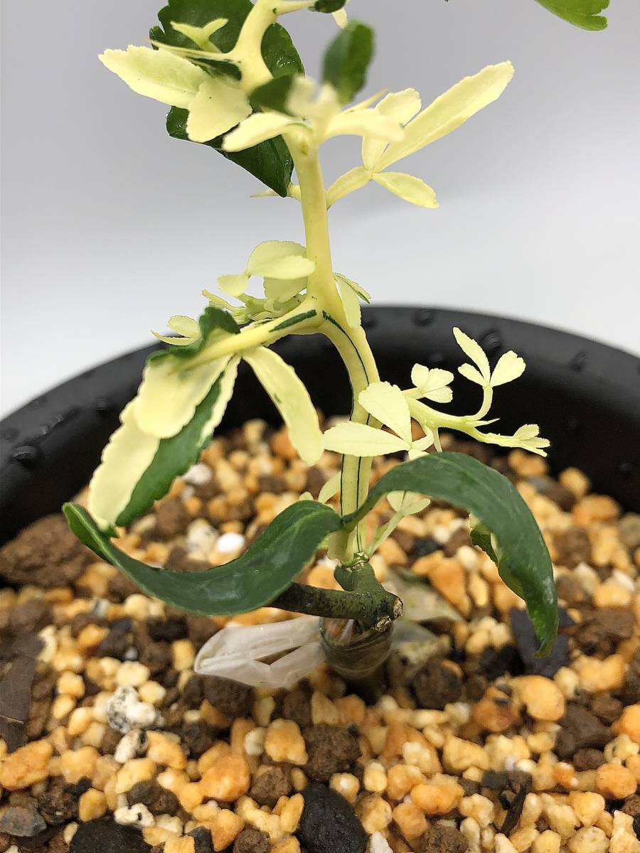 雲龍カラタチ【白中斑・白軸】 レアプランツ/珍しい植物/斑入り/古典
