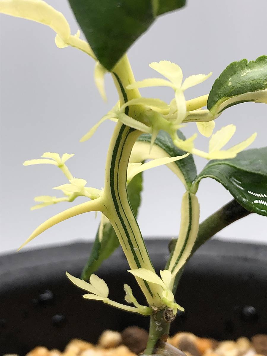 雲龍カラタチ【白中斑・白軸】 レアプランツ/珍しい植物/斑入り/古典