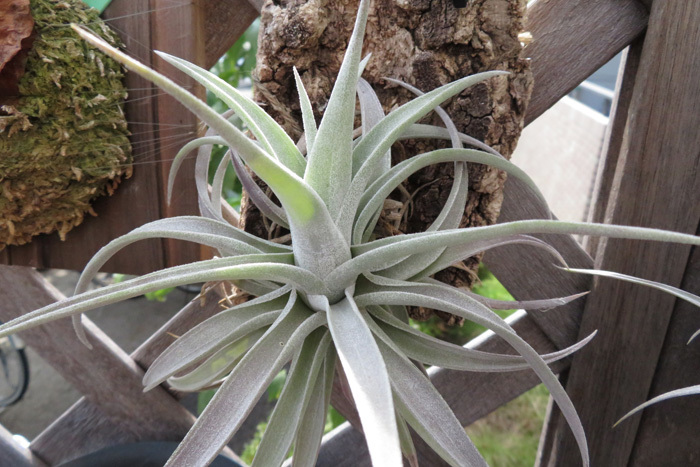 Tillandsia ionantha 'Mexican Zebra' | TSUM1947.BY