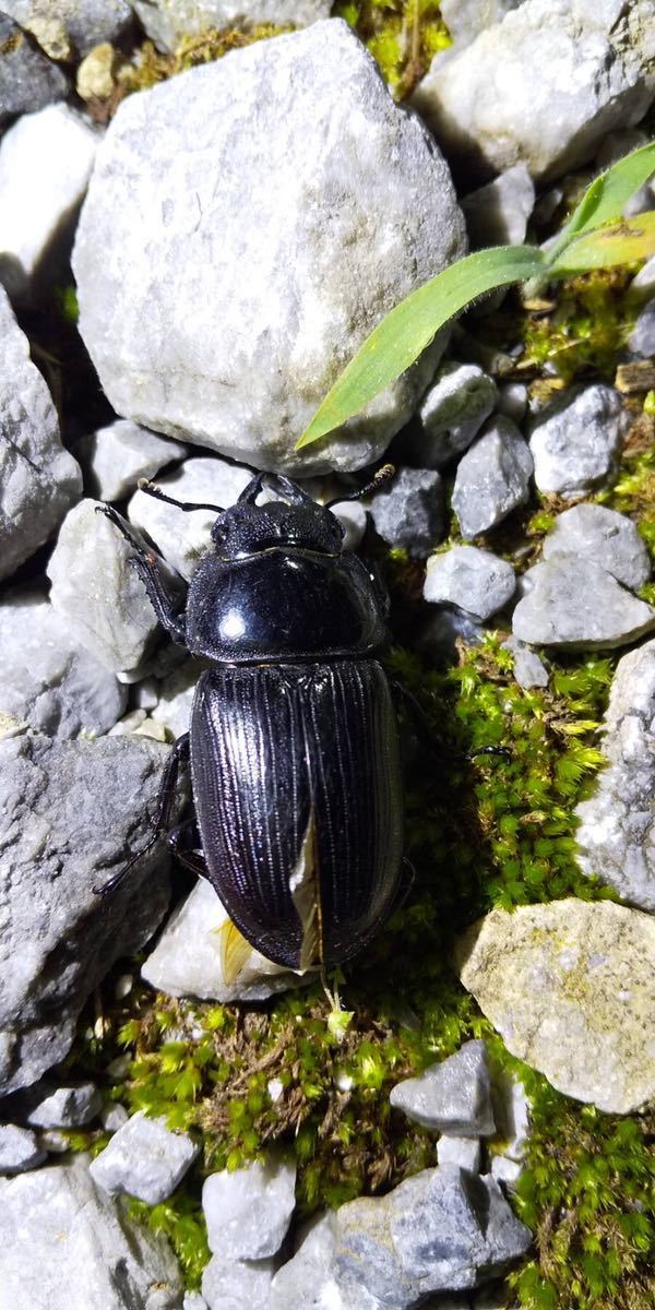 オオクワガタ 新潟県産 天然 ワイルド ♂と♀の ペア♂45㎜ ♀35