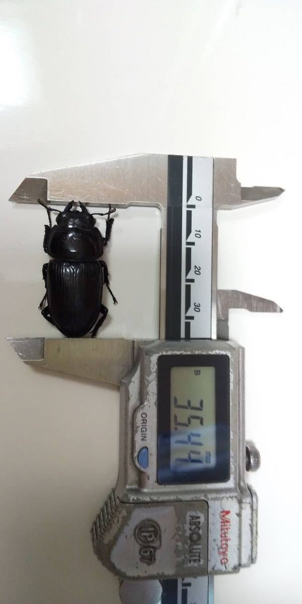 オオクワガタ 新潟県産 天然 ワイルド ♂と♀の ペア♂45㎜ ♀35