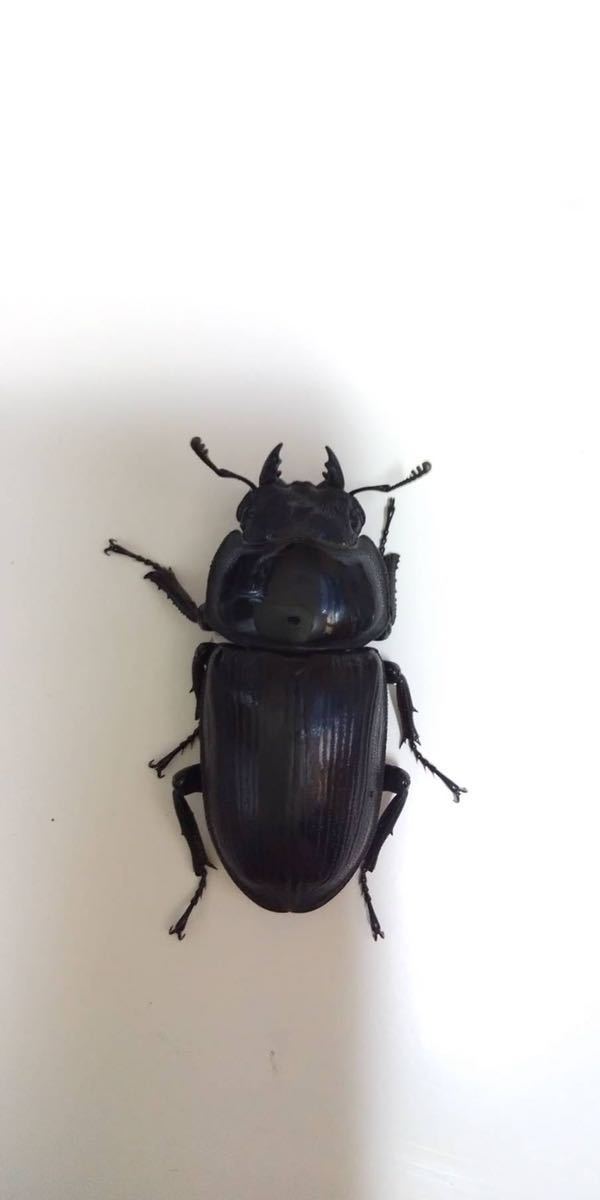 オオクワガタ 新潟県産 天然 ワイルド ♂と♀の ペア♂45㎜ ♀35