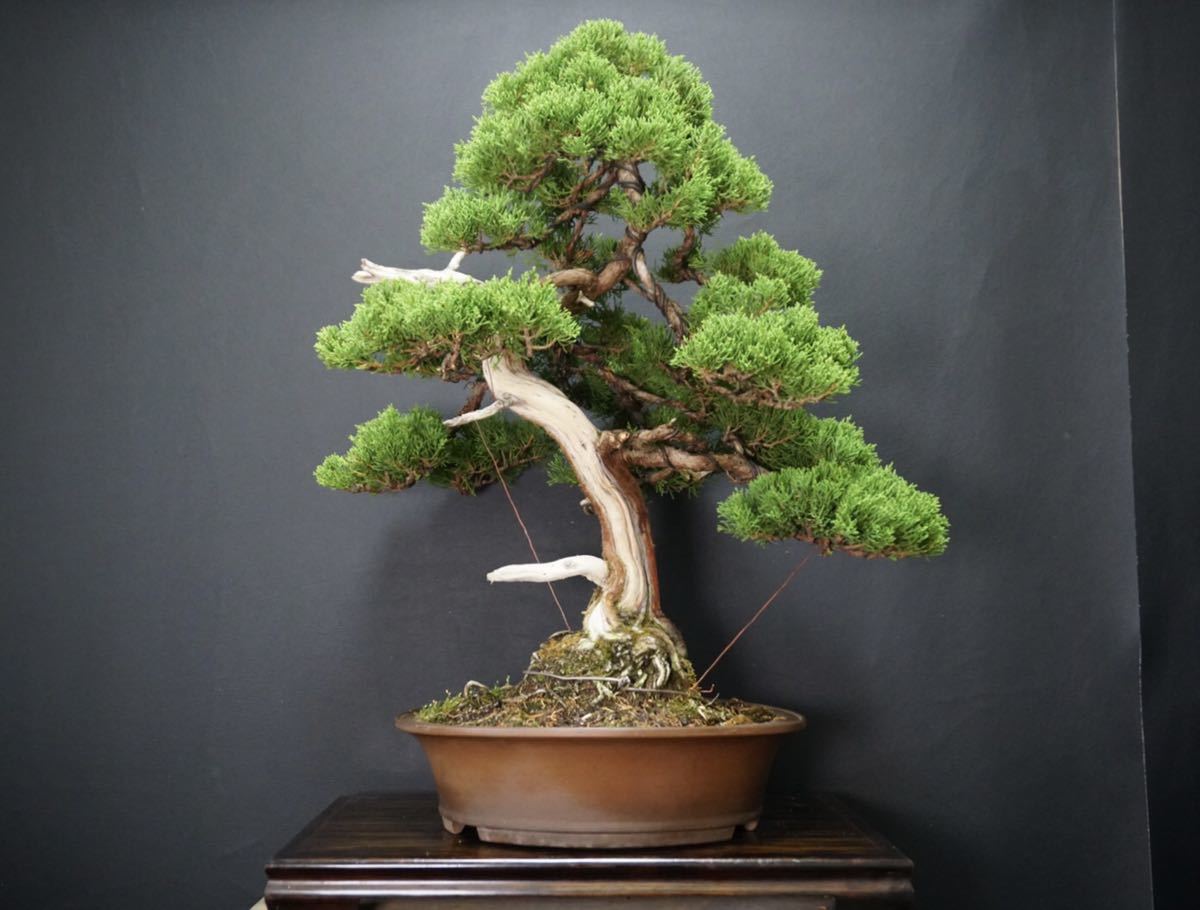 素材 しんぱく ミヤマビャクシン 小品 盆栽 盆栽素材 真柏 最高 真柏