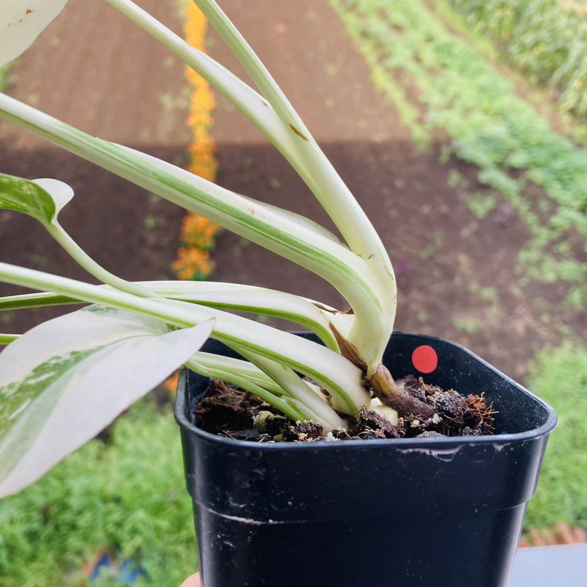 斑入りモンステラデリシオーサ ホワイトティアーズ葉8枚｜モンステラ 