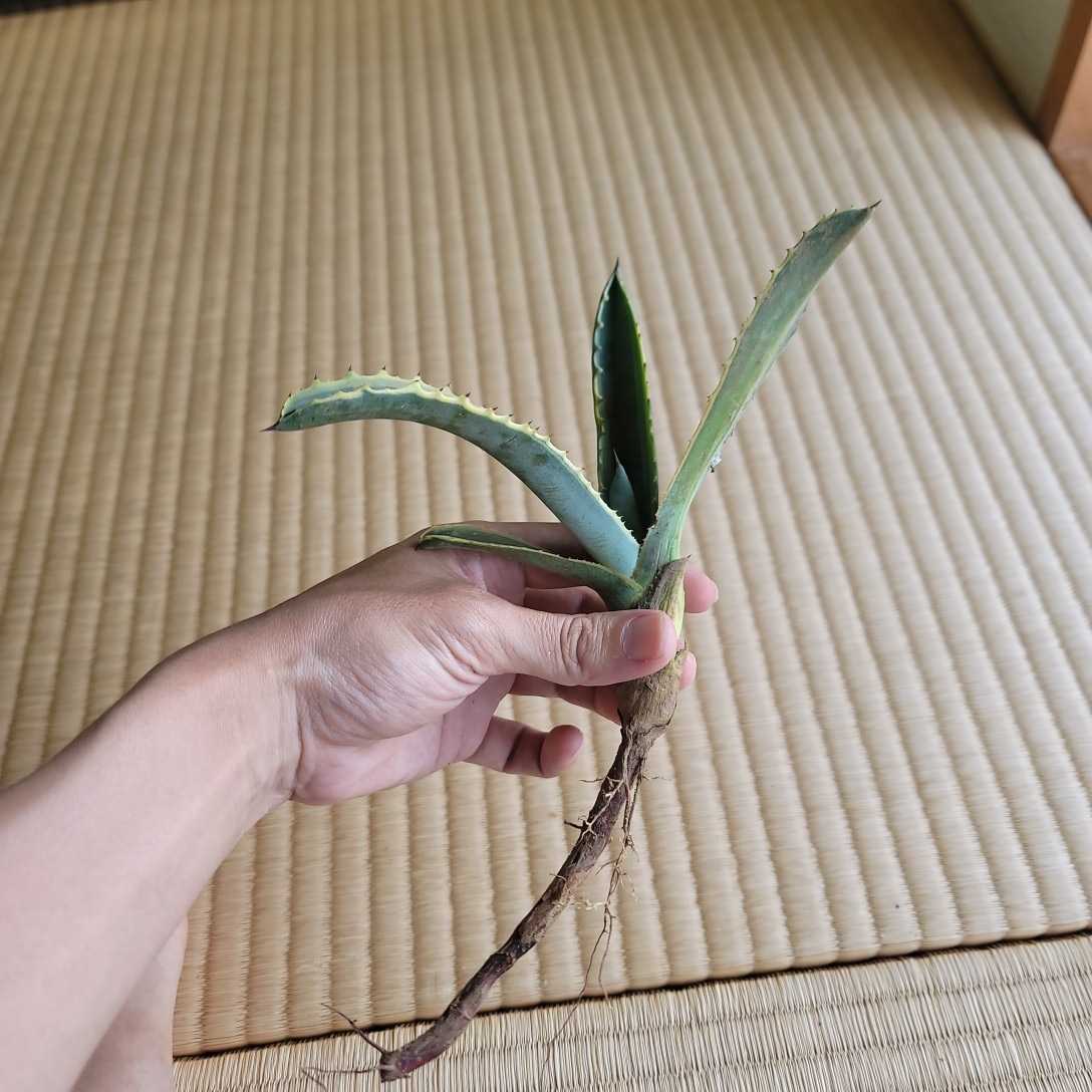 アガベ　リップルエフェクト　サルミアナ　フェロックス　抜き苗発送　50cm アガベ サルミアナ リップルエフェクト5 検索用/チタノタ フェロックス