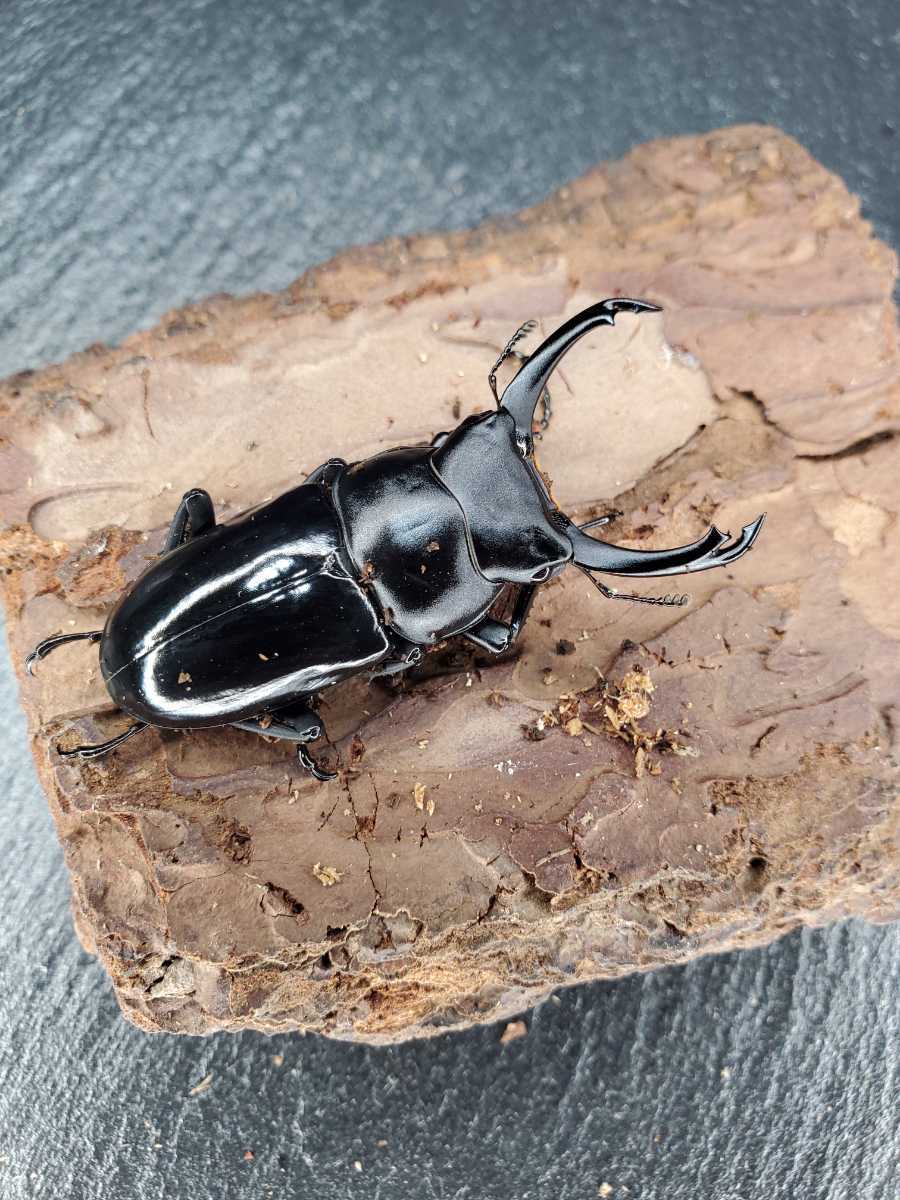 【J-KUWA】シネンシスssp. 怒江亜種 新成虫ペア シネンシス コクワガタ