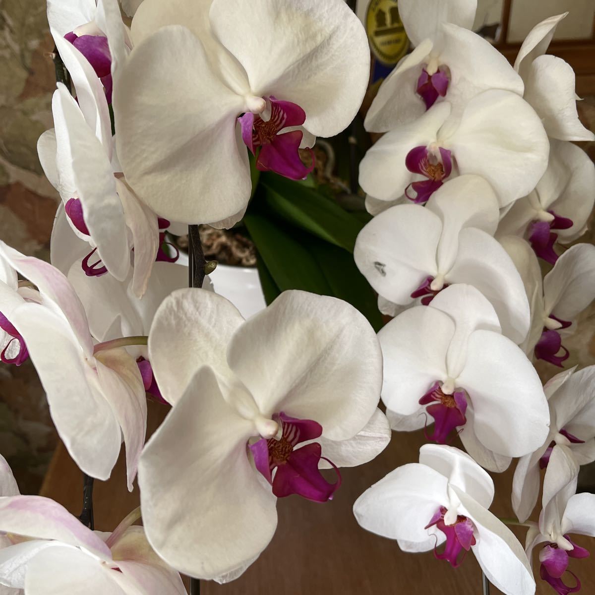 管理番号a 137 胡蝶蘭 3本立て 5号鉢 お供え仕様 コチョウラン ミディ 花の色 赤リップ 送料無料 飴色鉢 激安通販新作 コチョウラン