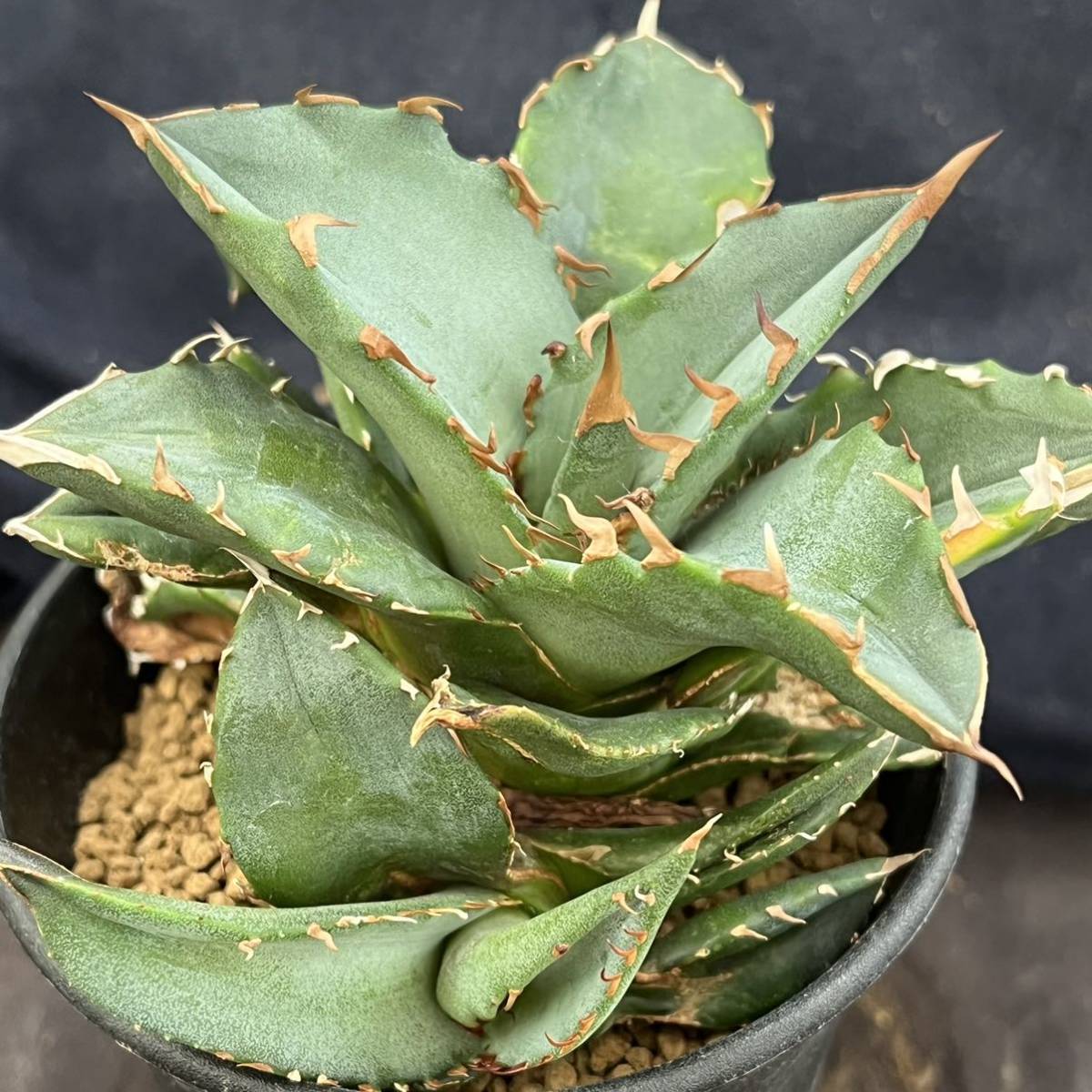 アガベチタノタ ノーネーム ② 裏棘あり Agave titanota ノーネーム