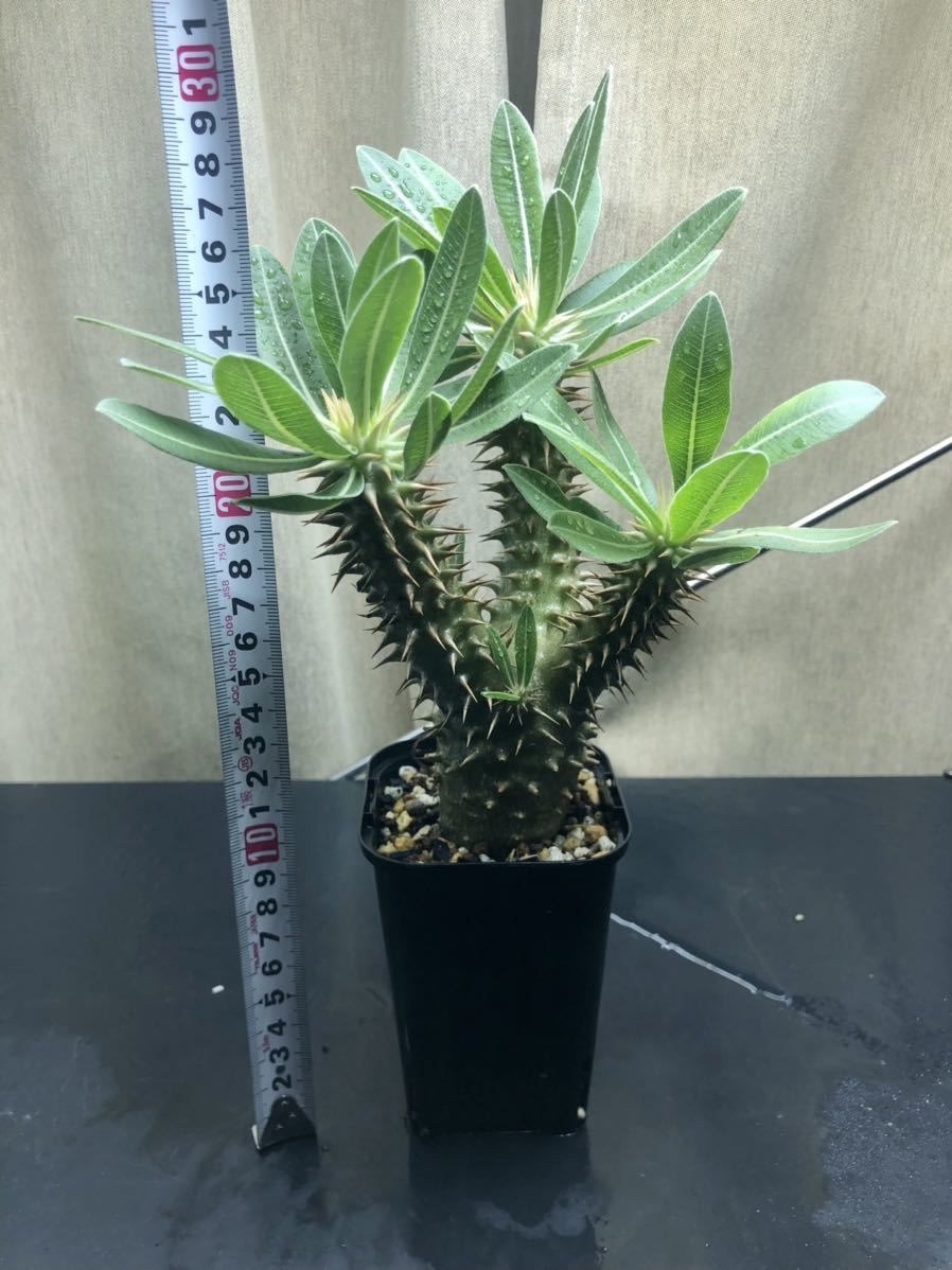 園芸ネット本店｜パキポディウム：ホロンベンセ (実生株) 2.5号鉢植え