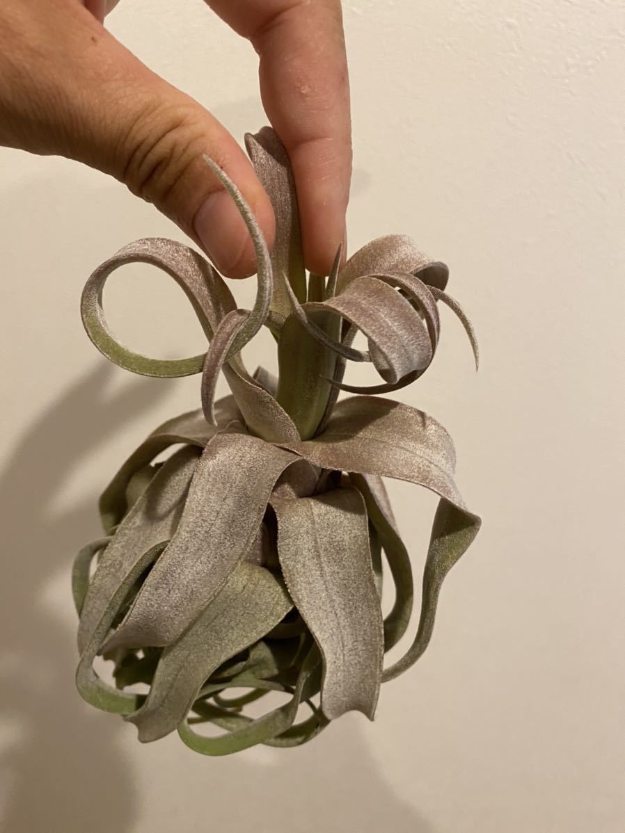 Tillandsia 'Red Robin' 【公式通販】