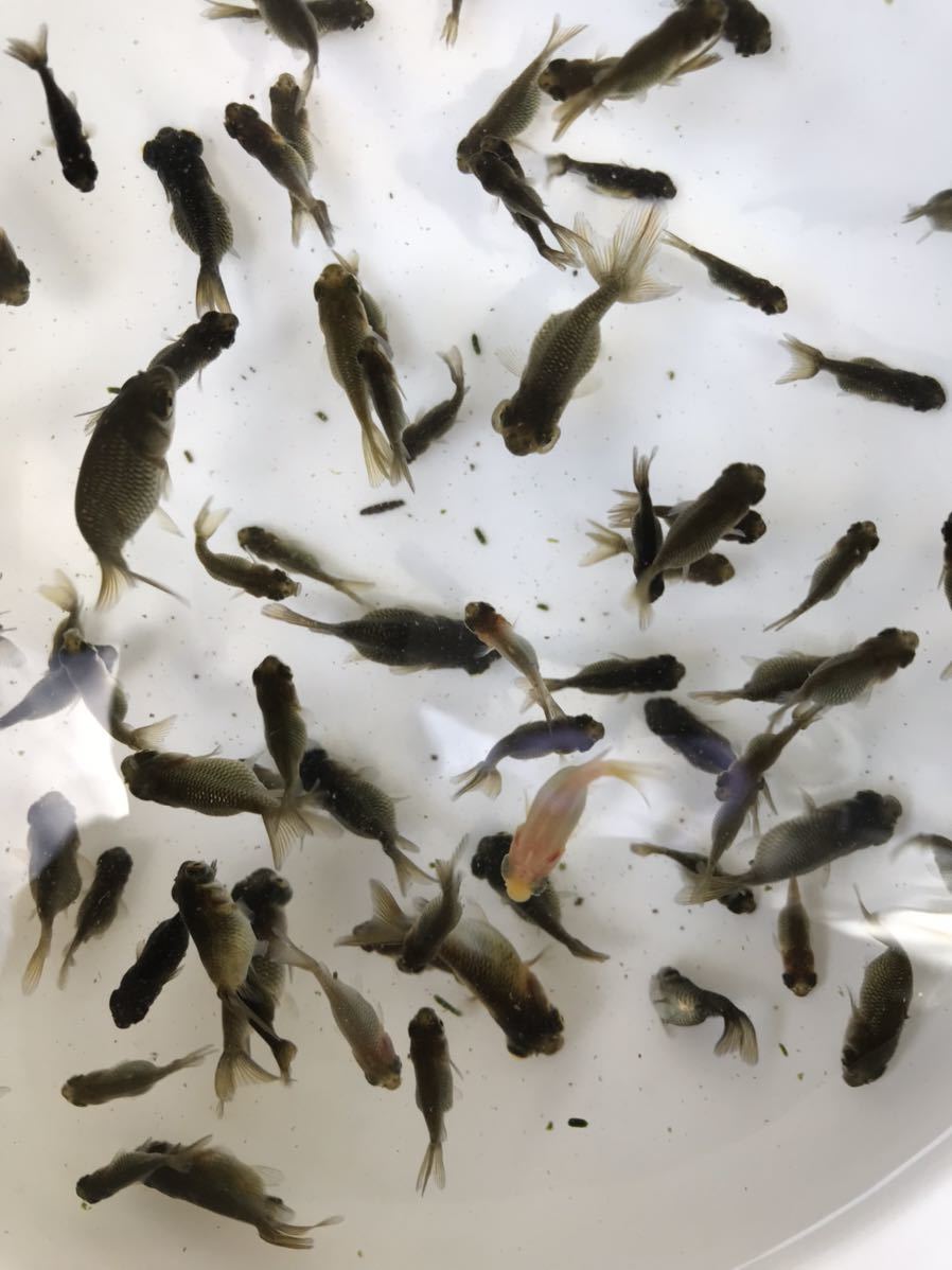 銘魚ワールド四つ尾の地金2歳上物2匹 E