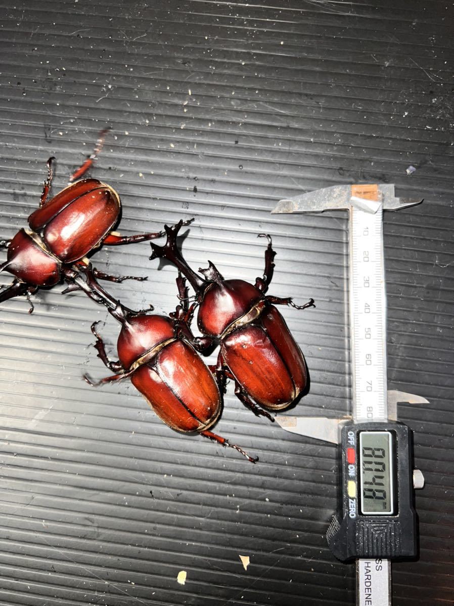 大阪産】天然採集 No.14 大型特大赤カブトムシ80、78、78mm 頭角19mm