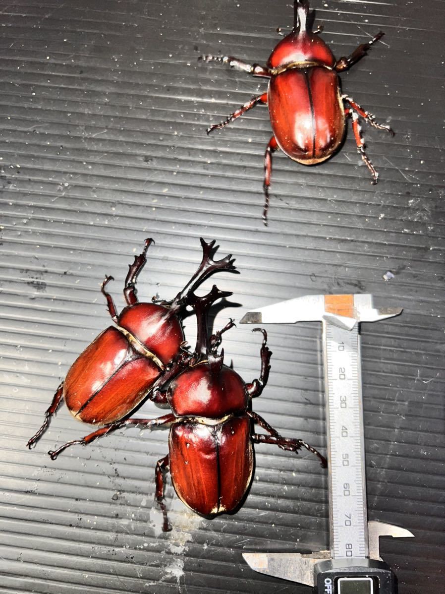 大阪産】天然採集 No.14 大型特大赤カブトムシ80、78、78mm 頭角19mm