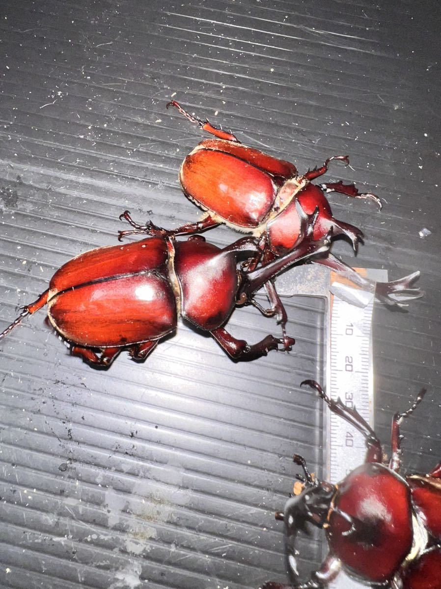 大阪産】天然採集 No.14 大型特大赤カブトムシ80、78、78mm 頭角19mm