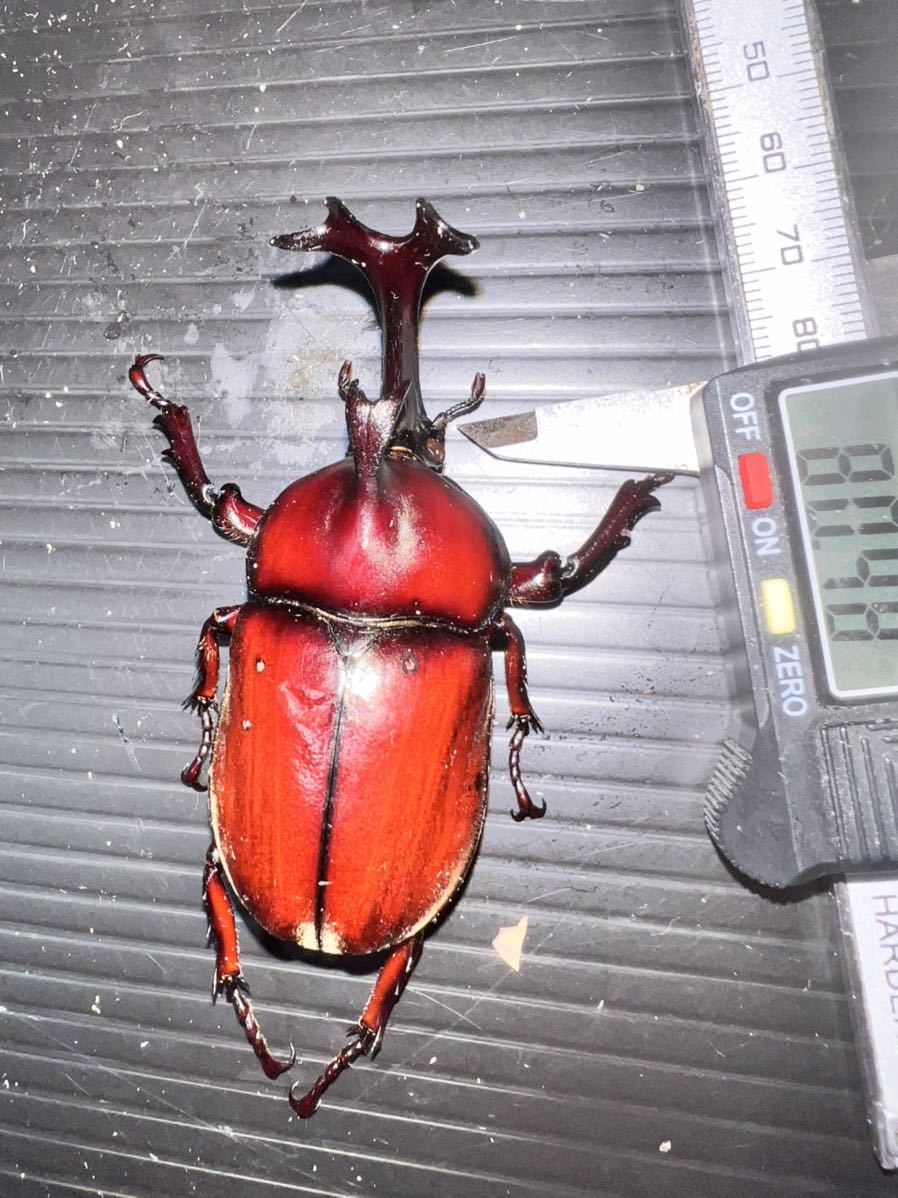 大阪産】天然採集 No.14 大型特大赤カブトムシ80、78、78mm 頭角19mm