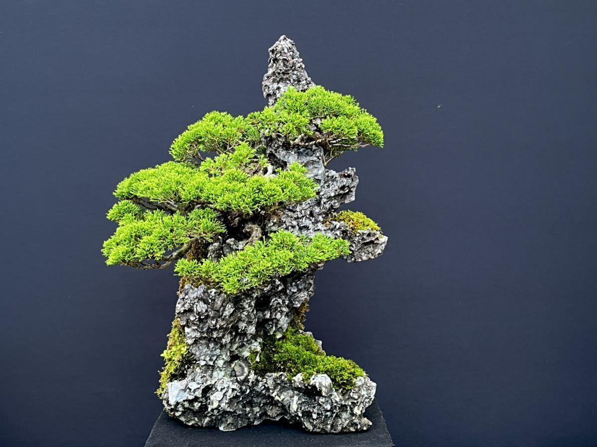 盆桃 糸魚川真柏・石付き 中品(松)｜売買されたオークション情報