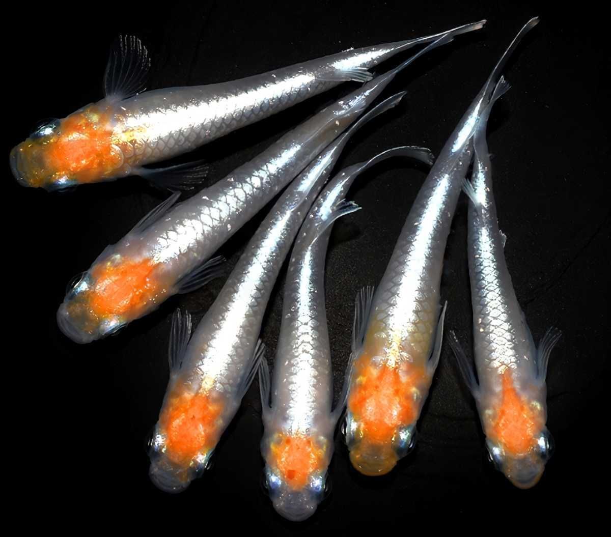 上毛めだか倶楽部】 鱗光紅白 メダカ 稚魚 10匹+α。(めだか)｜売買され 