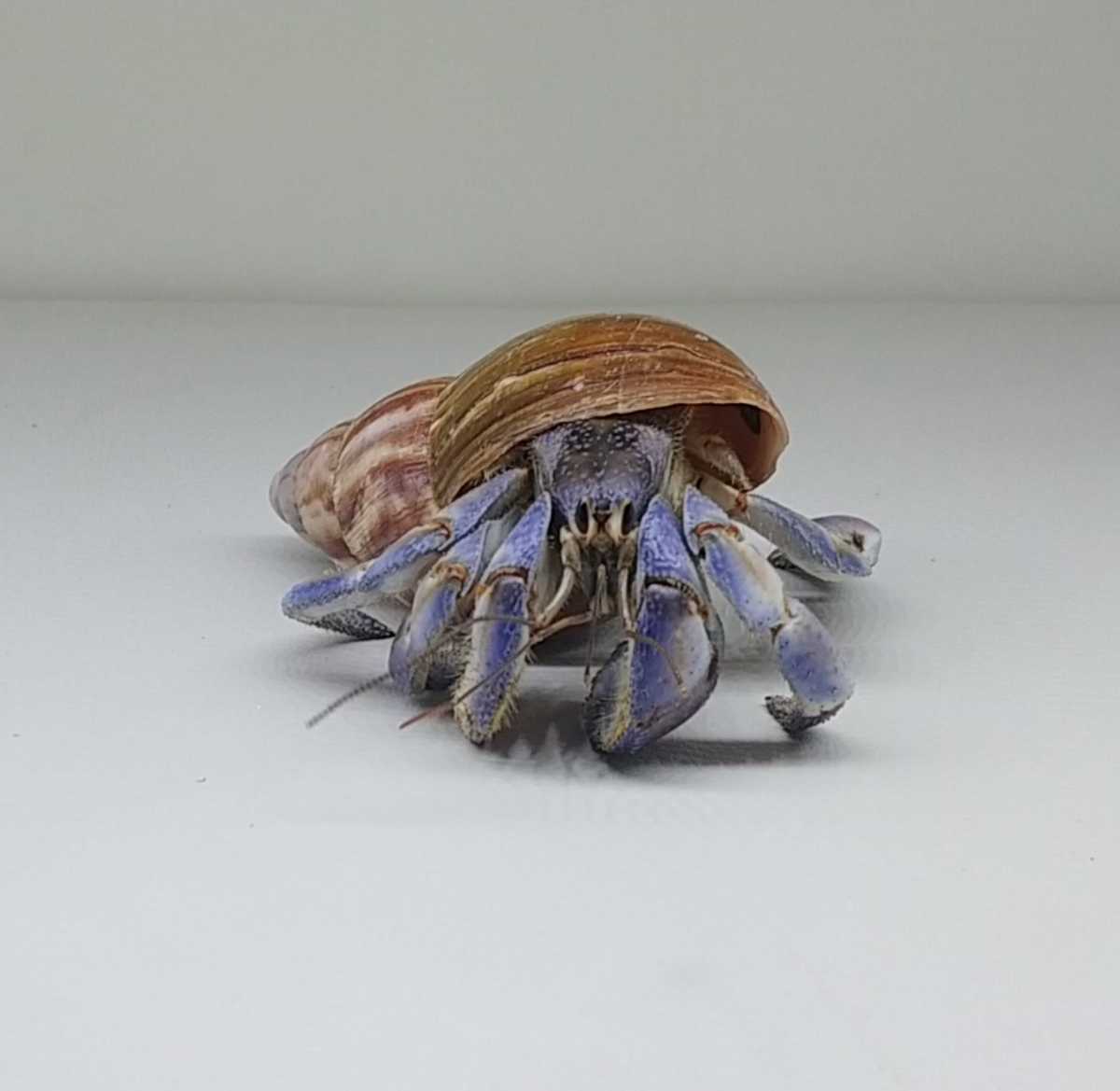オカヤドカリ Xlサイズ パステルブルー 着日指定可 Coenobita Sp ザリガニ オカガニ ヤシガニ サワガニ クラブ 蟹 飼育 自由研究 甲殻類 売買されたオークション情報 Yahooの商品情報をアーカイブ公開 オークファン Aucfan Com