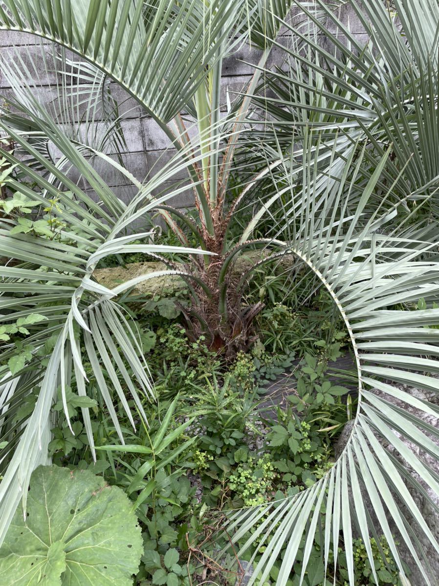 年末セールサイカス・デバオエンシス ⁄ ソテツ 希少 レア 入手困難