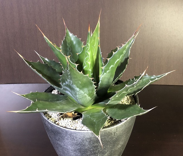 モンタナロングスピン Agave montana LONG SPIN アガベ 多肉植物