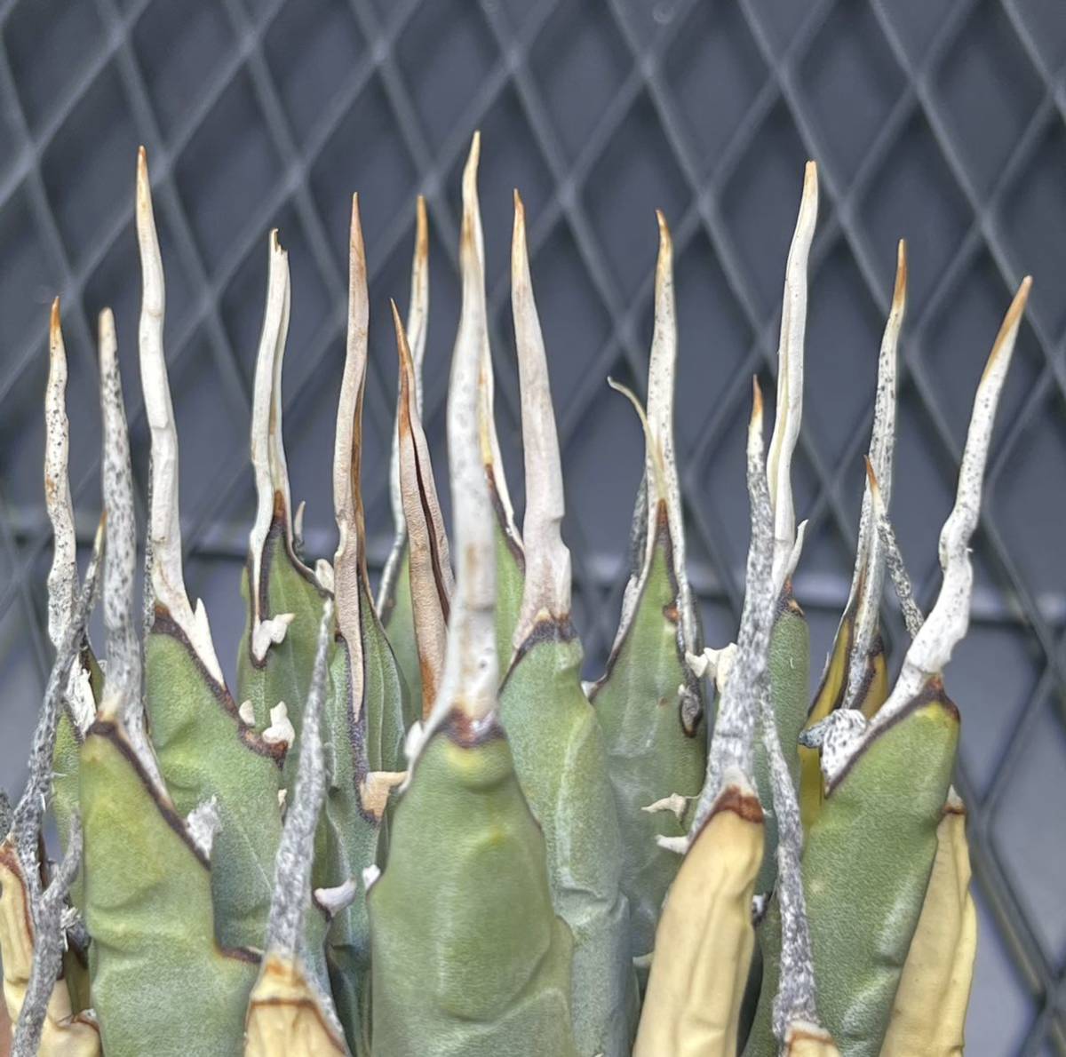 agave-isthmensis-kabutogani-v0-xoga76z07n4h1