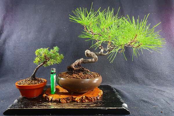 盆栽 黒松 半懸崖作り 樹高26cm 小品盆栽 杜松の2点 棚出し 松 売買されたオークション情報 Yahooの商品情報をアーカイブ公開 オークファン Aucfan Com 盆栽 黒松 半懸崖作り 樹高26cm 小品盆栽 杜松の2点 棚出し 松 売買されたオークション情報 Yahooの商品情報をアーカイブ公開 オークファン Aucfan Com