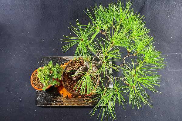 盆栽 黒松 半懸崖作り 樹高26cm 小品盆栽 杜松の2点 棚出し 松 売買されたオークション情報 Yahooの商品情報をアーカイブ公開 オークファン Aucfan Com 盆栽 黒松 半懸崖作り 樹高26cm 小品盆栽 杜松の2点 棚出し 松 売買されたオークション情報 Yahooの商品情報をアーカイブ公開 オークファン Aucfan Com