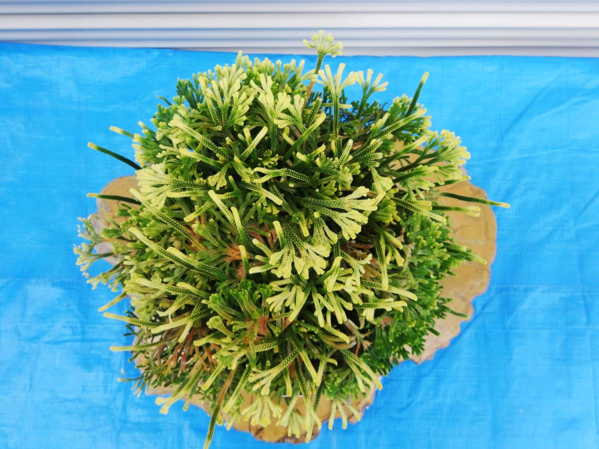 イワヒバ1年苗 50株(抜き苗) [岩ヒバ 岩松 岩檜葉 盆栽] イワヒバ1