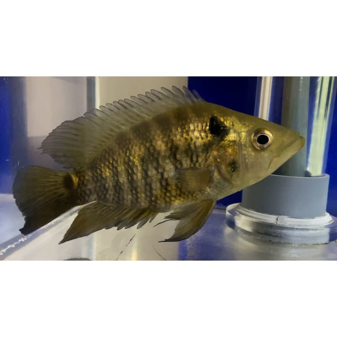アフリカンシクリッド タンガニイカ湖 自然図鑑 洋書 Tanganyika Cichlids In Their Natural Habitat Ad Konings Cichlid フロントーサ Brandsynariourdu Com