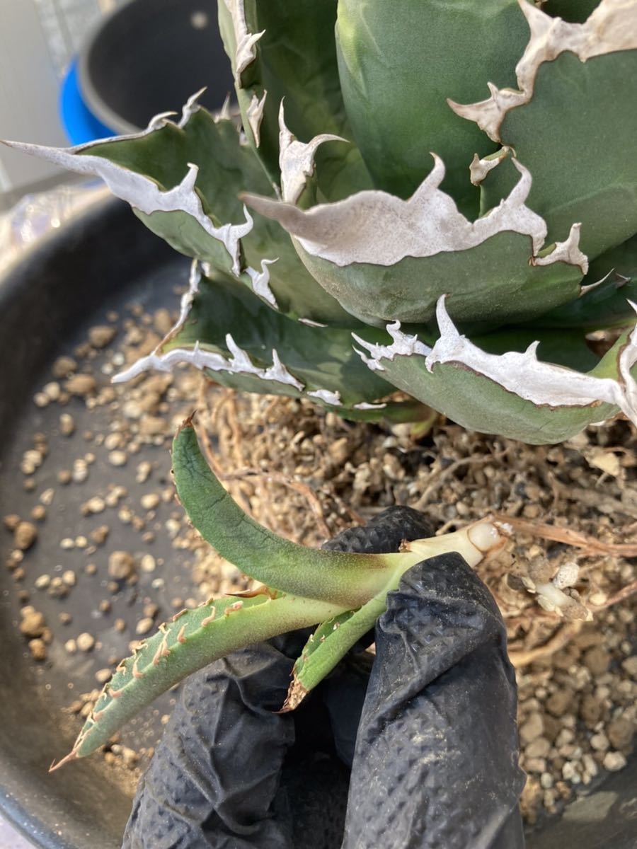 Agave titanota 
