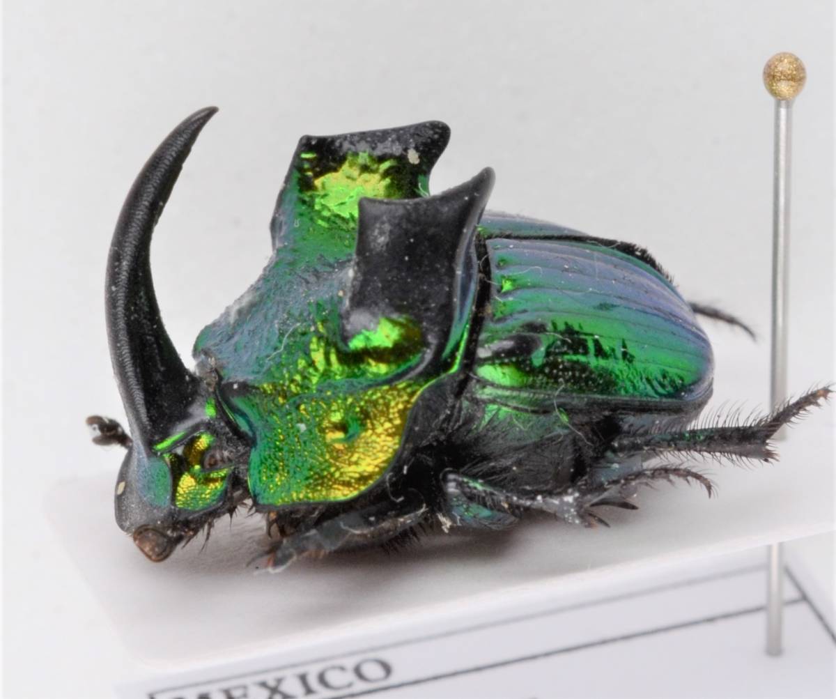 デーモンニジダイコクコガネ ペア ♀は比較的珍しい？ 標本 (虫類
