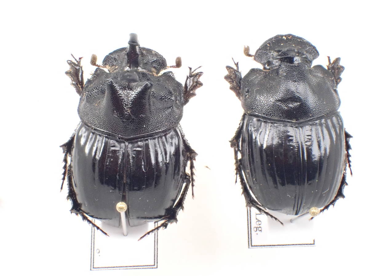 ①鹿児島県産ダイコクコガネ特大ペア ①鹿児島県産ダイコクコガネ特大ペア 1280px-