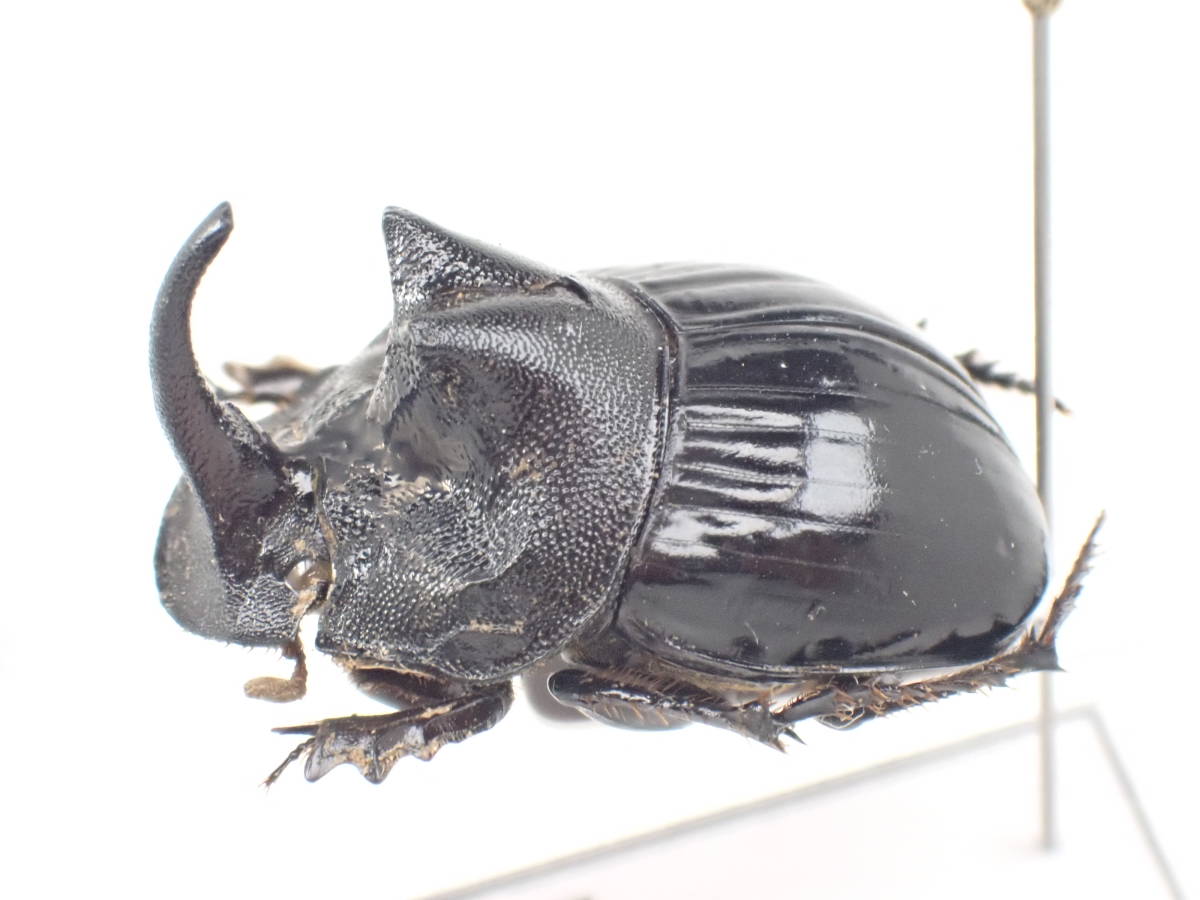 ①鹿児島県産ダイコクコガネ特大ペア 1280px-